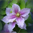  Meine Clematis  blüht