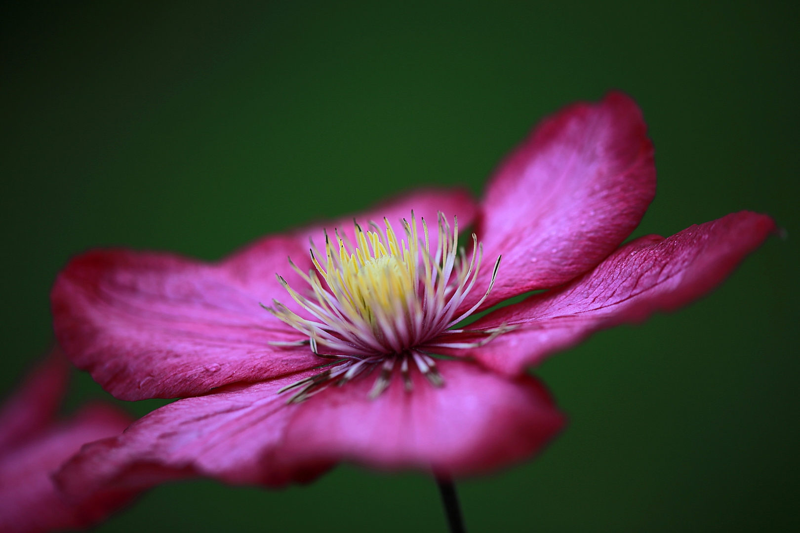 meine Clematis