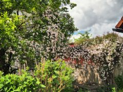 Meine Clematis Montana Rubens...