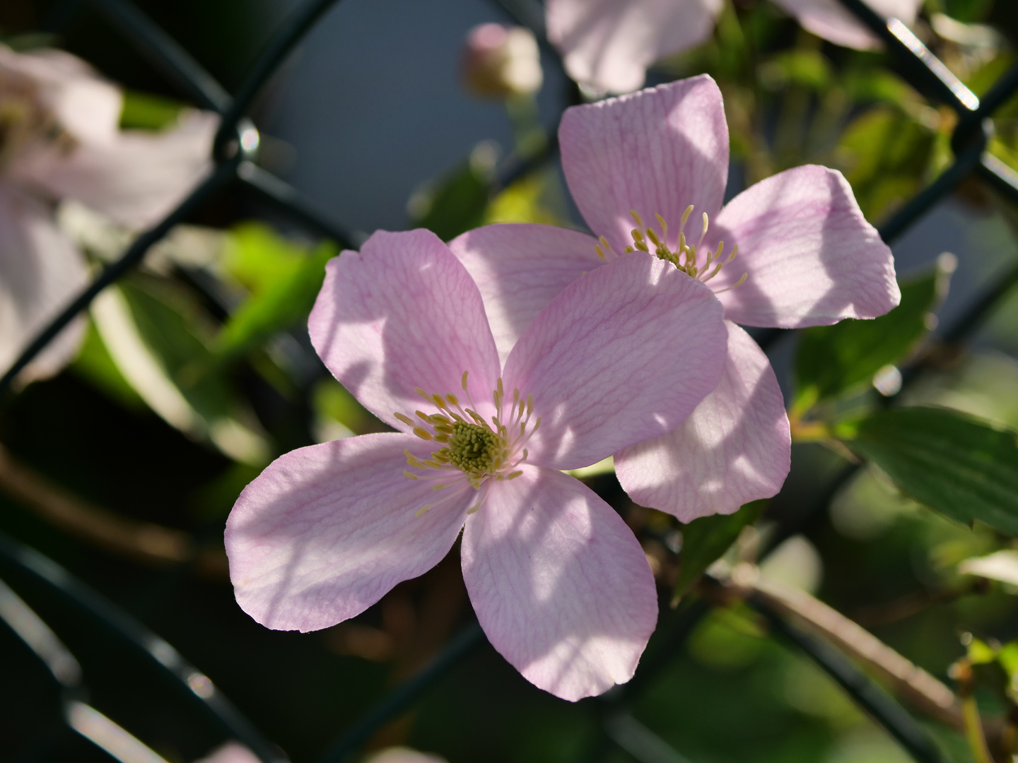 Meine Clematis Montana Rubens