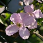 Meine Clematis Montana Rubens