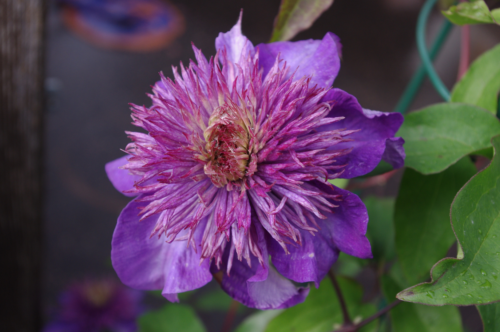 Meine Clematis trotz dem Sauwetter ; - )