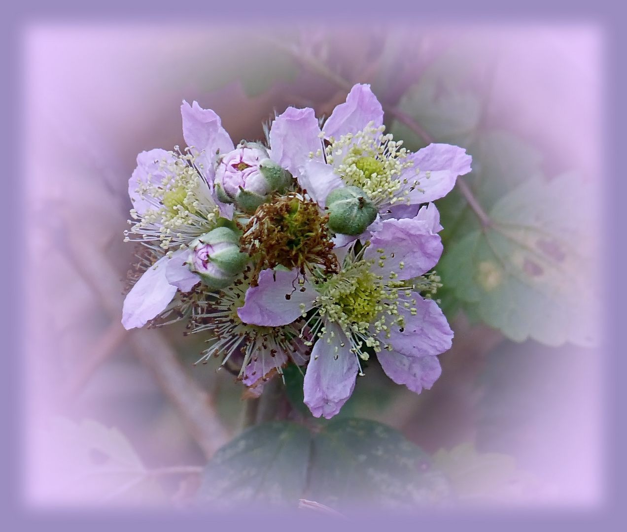 Meine Dezember Brombeer-Blüte