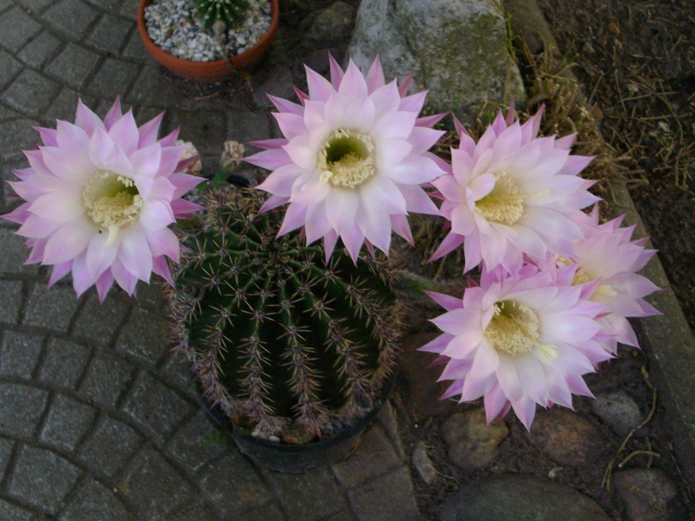 meine dicke Echinopsis