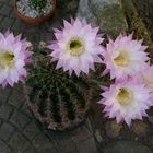 meine dicke Echinopsis