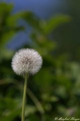 Meine diesjährige Pusteblume :-)