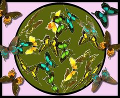 Meine digitale Schmetterlingssammlung