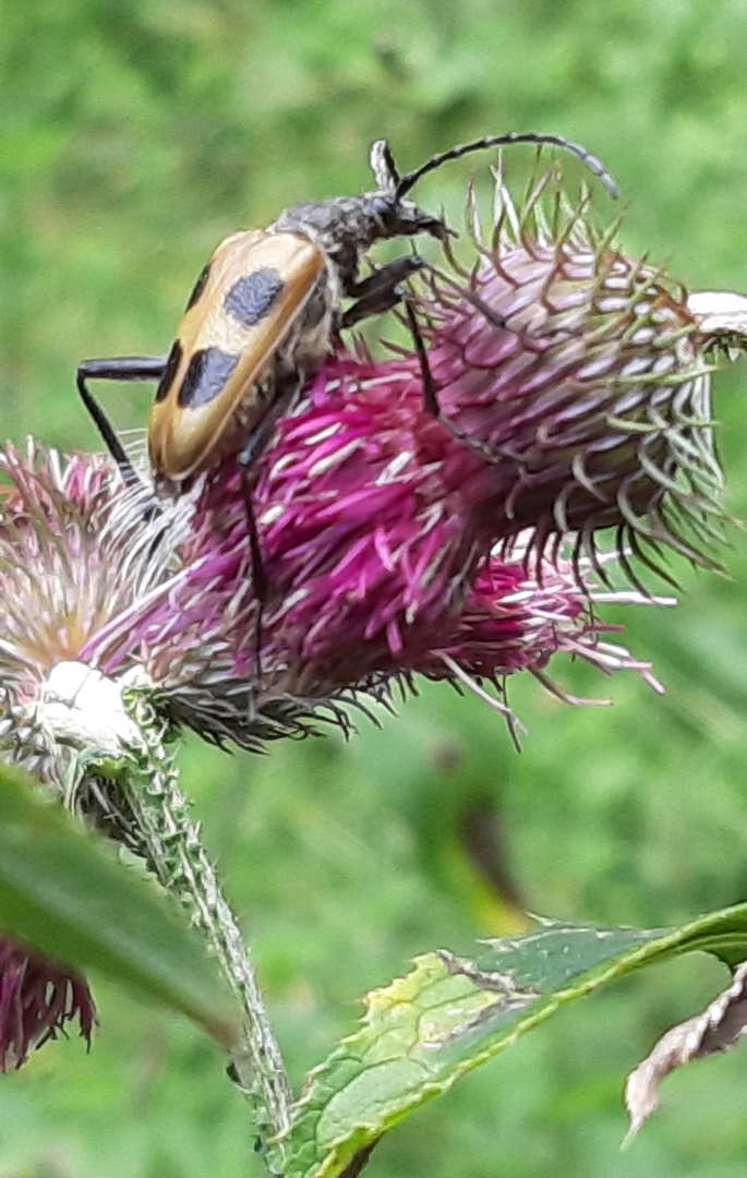 Meine Distel!