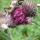 Meine Distel!