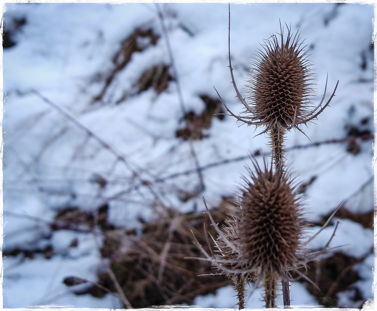 Meine Distel im Winter