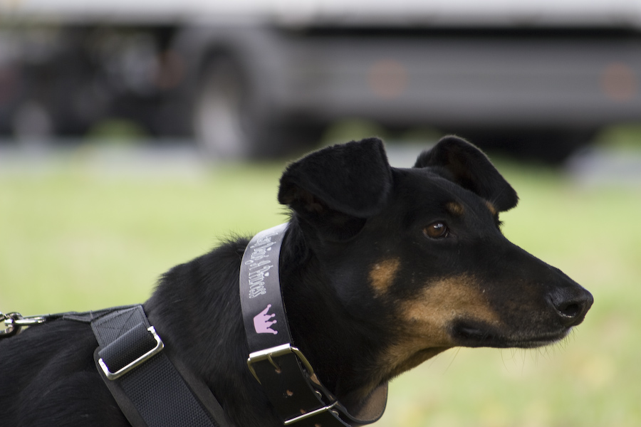 Meine Dobermann Hündin Dina