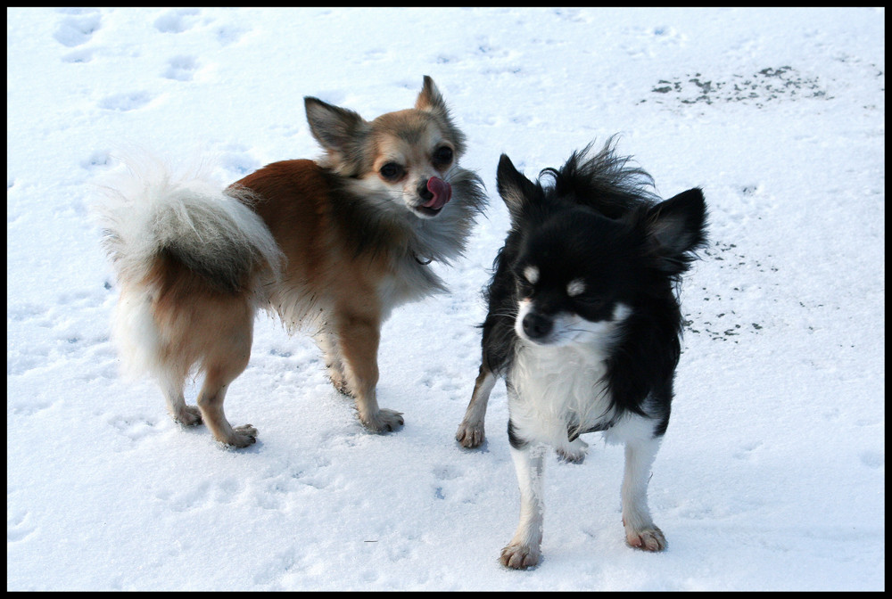 Meine Doggys im Schnee...