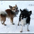 Meine Doggys im Schnee...