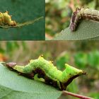 Meine Dromedar Zahnspinnerraupen