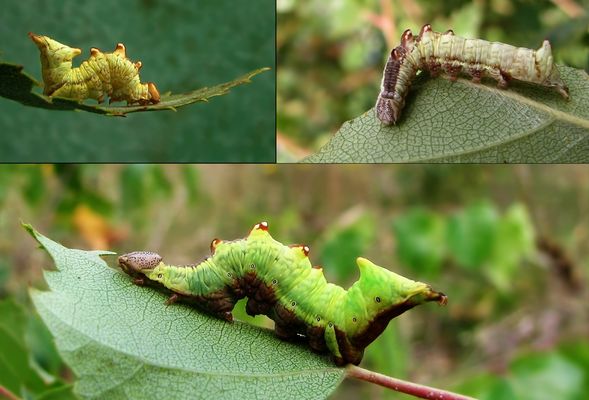 Meine Dromedar Zahnspinnerraupen