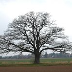 Meine Eiche am 24.03.2016 um 09.45 Uhr