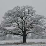 Meine Eiche am 25.02.2016