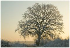 "Meine" Eiche im Raureif