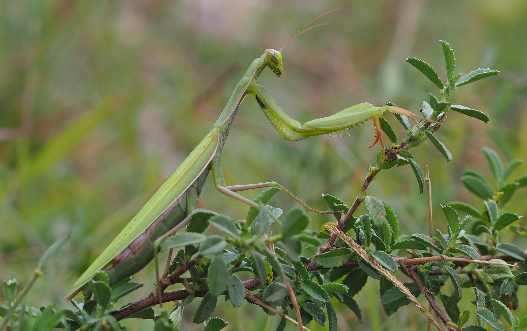 Meine einzige in diesem Jahr - mantis religiosa