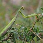 Meine einzige in diesem Jahr - mantis religiosa