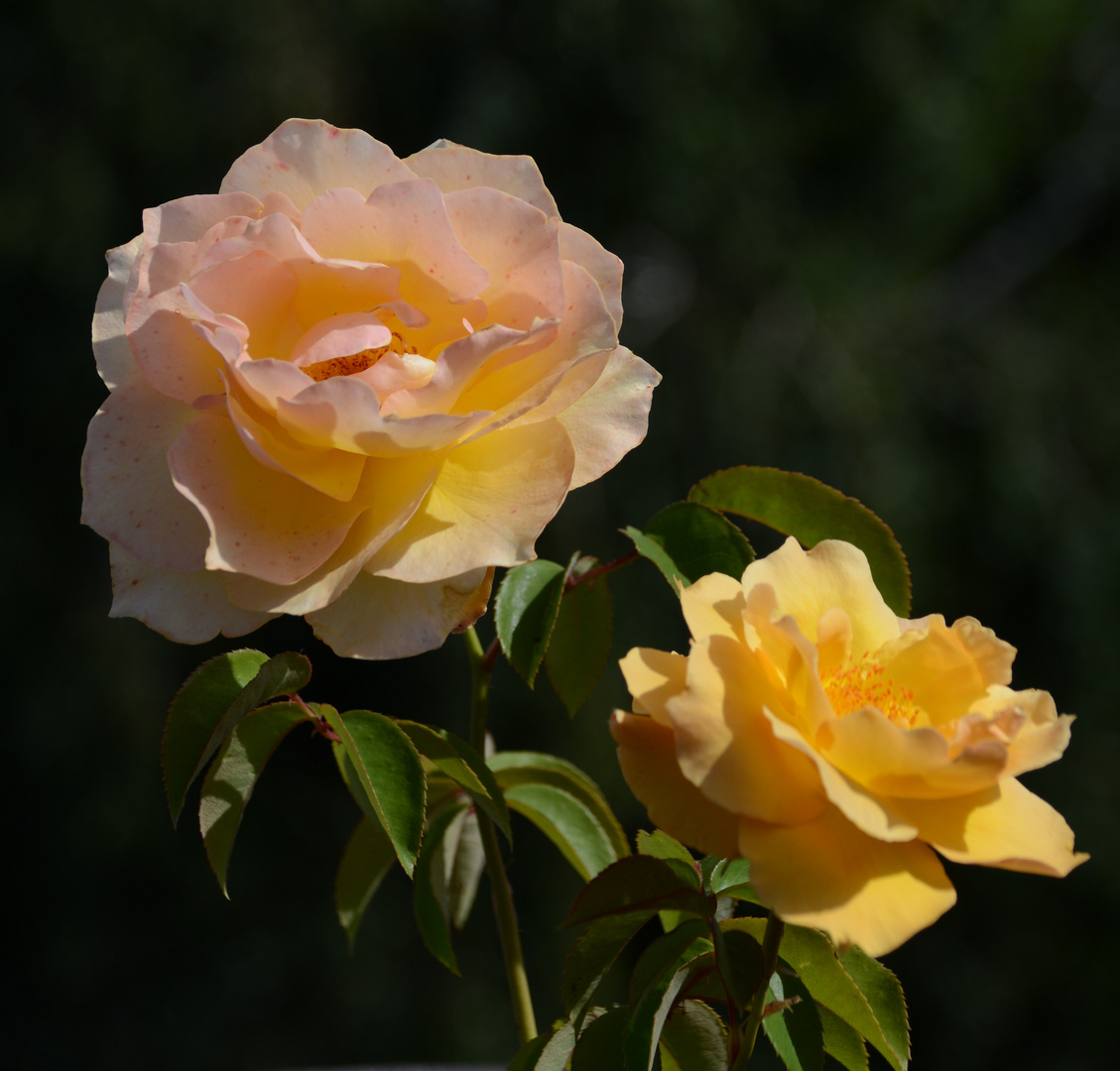 Meine englische Duftrose als Mittwochsblümchen