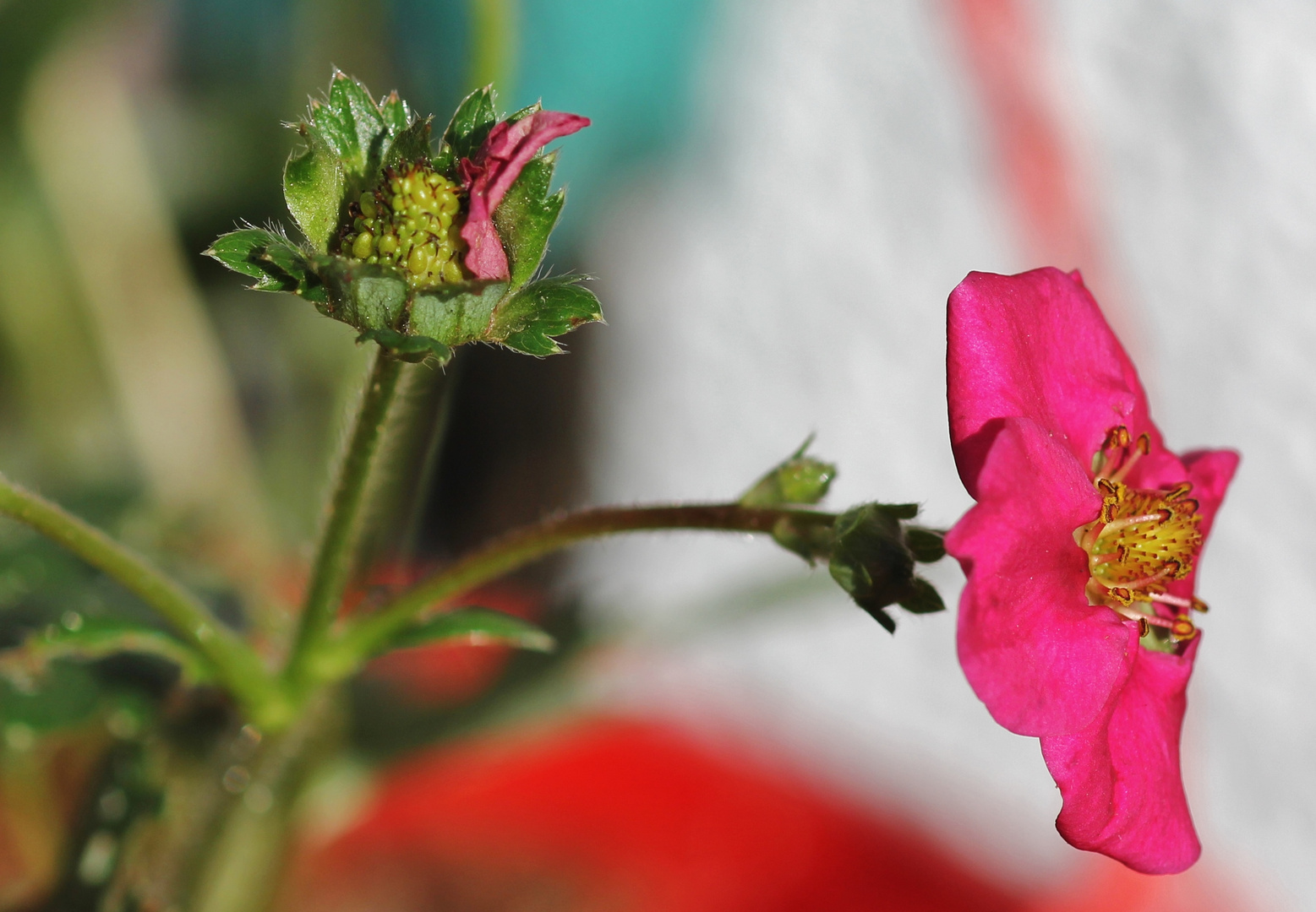 meine Erdbeeren blühen!!!