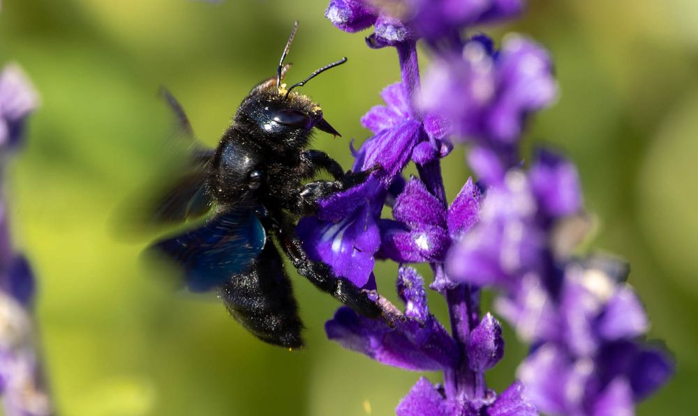 Meine erste... Foto &amp; Bild | natur, insekten, tiere Bilder auf ...