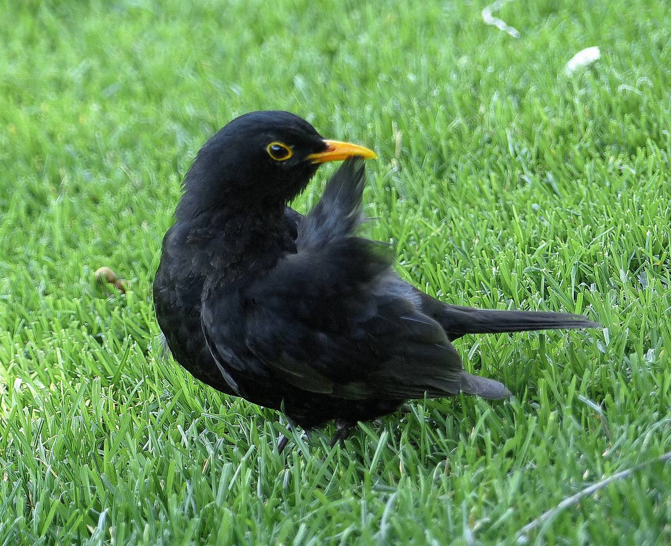 Meine erste Amsel 