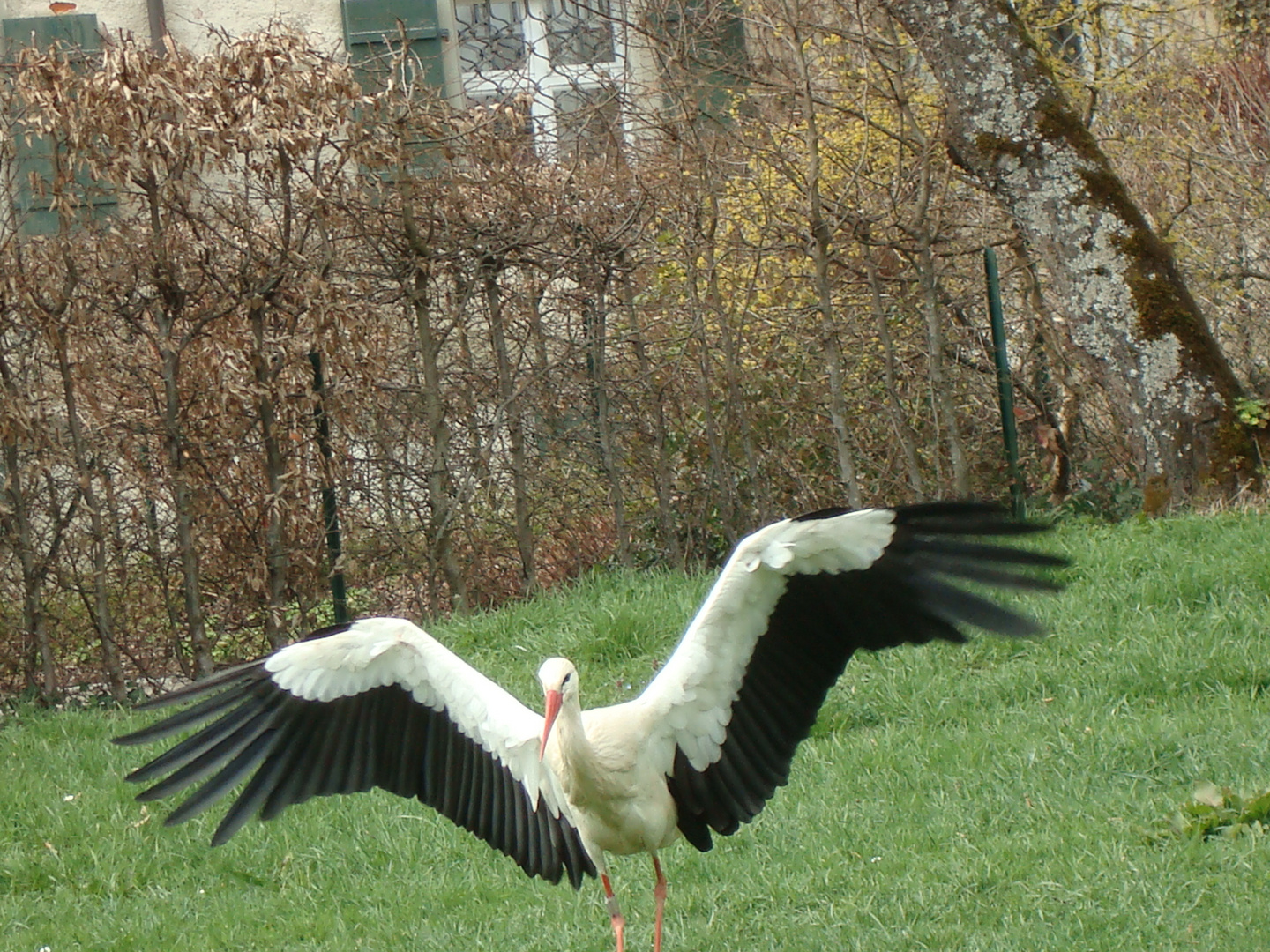 Meine erste Begegnung mit einem Storch