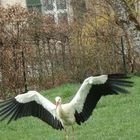 Meine erste Begegnung mit einem Storch