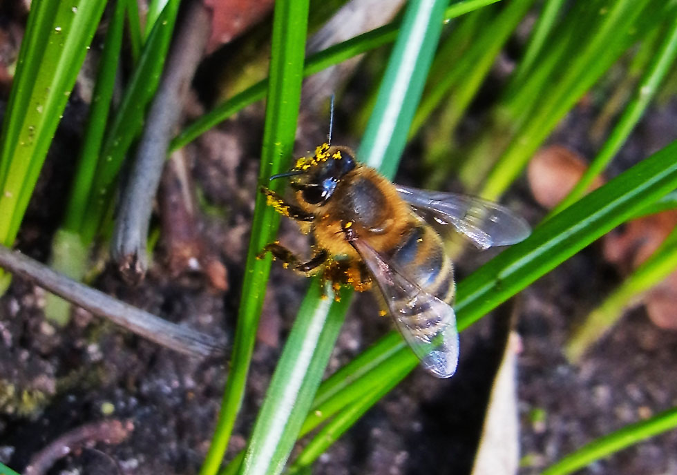 Meine erste Biene