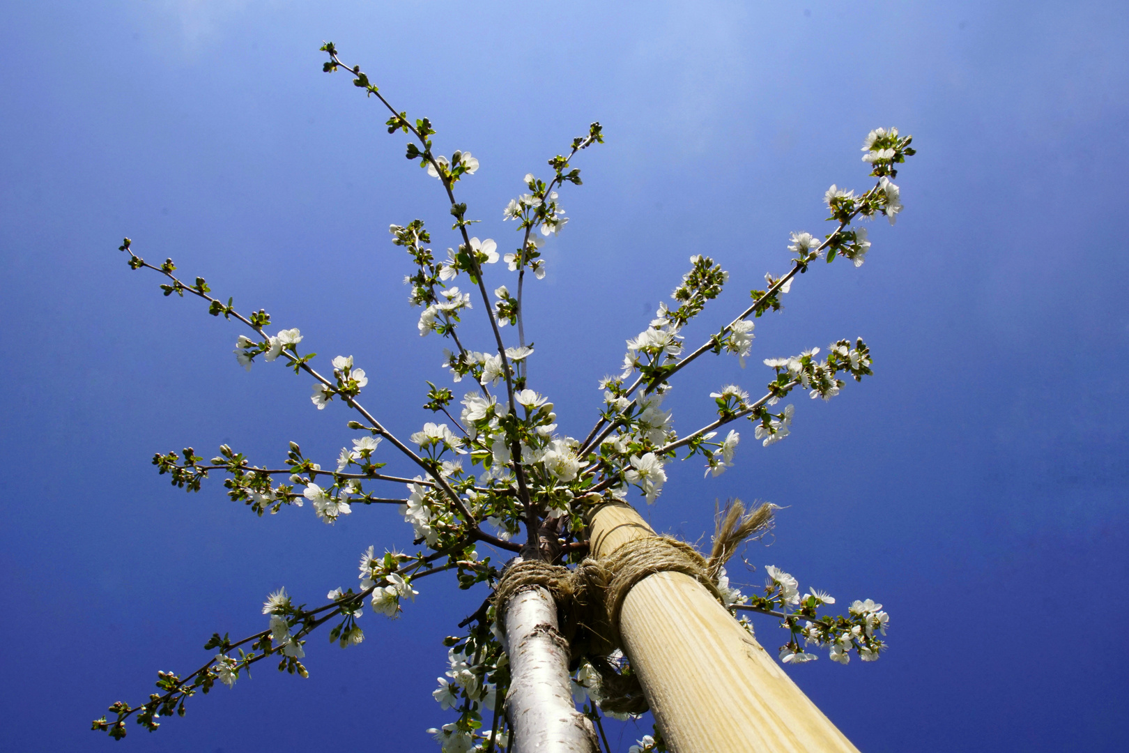 Meine erste Blüte