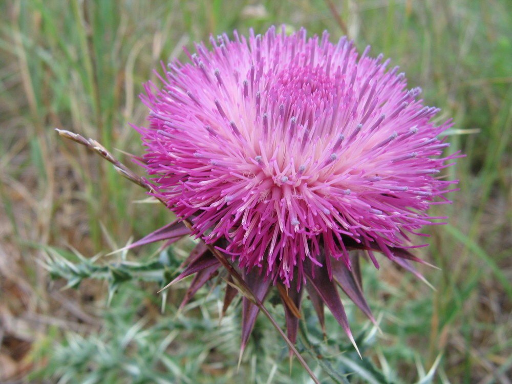 Meine erste Blüte