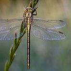 Meine erste brauchbare Libelle