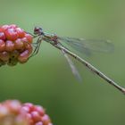 meine erste Brombeerjungfer ;-)