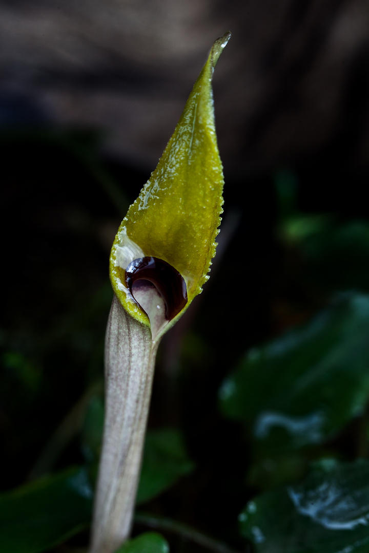 Meine erste Cryptocorynenblüte,.....