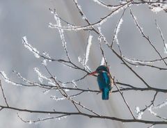 Meine erste Eisvogeldame 2015