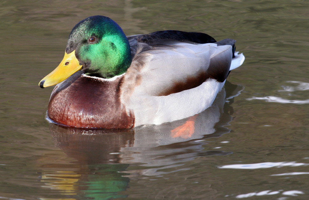 Meine erste Ente