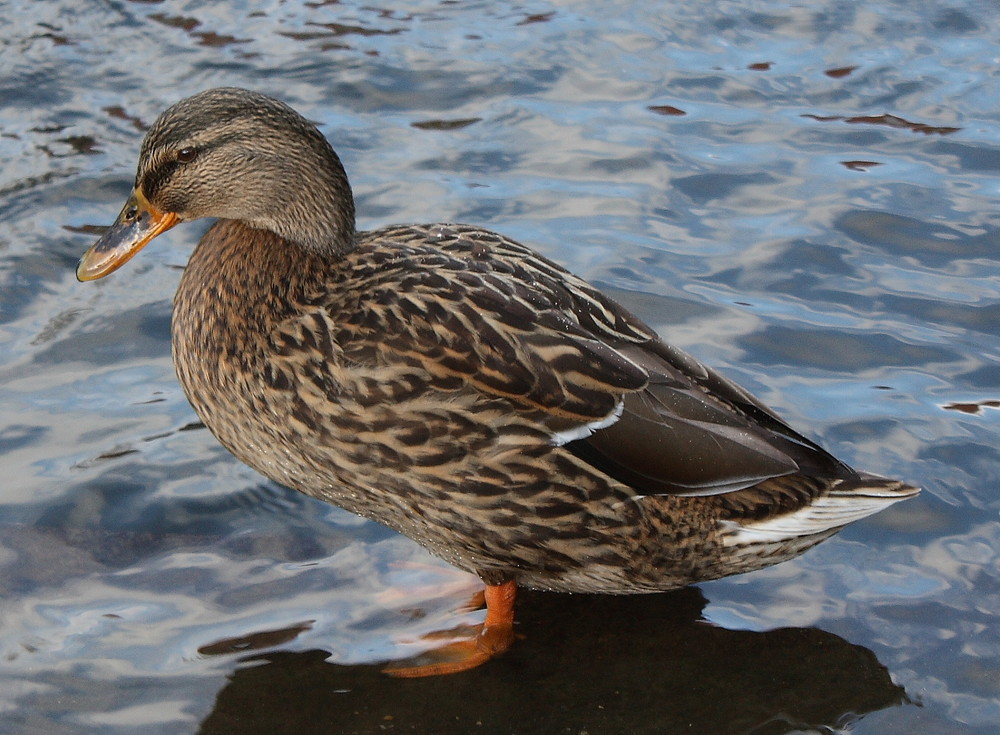 Meine erste Ente :-)