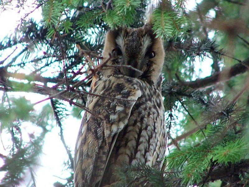 Meine erste Eule :-)) (Asio otus)