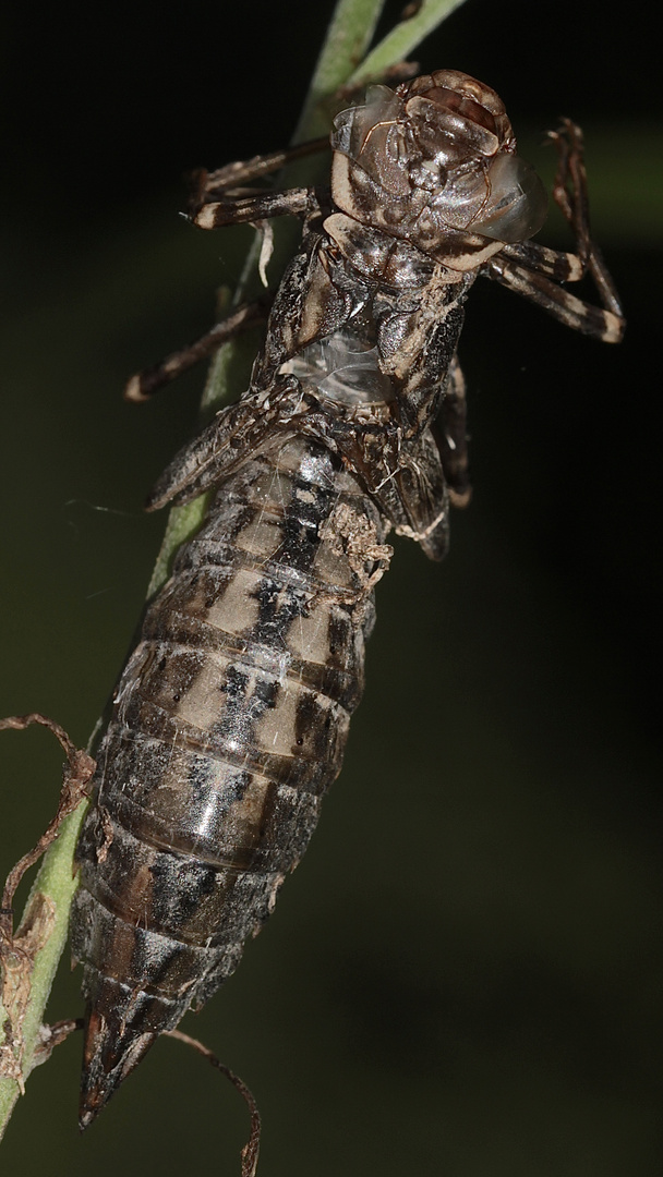 Meine erste Exuvie der Herbst-Mosaikjungfer (Aeshna mixta)