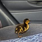 Meine erste Fahrt mit einer Ente....