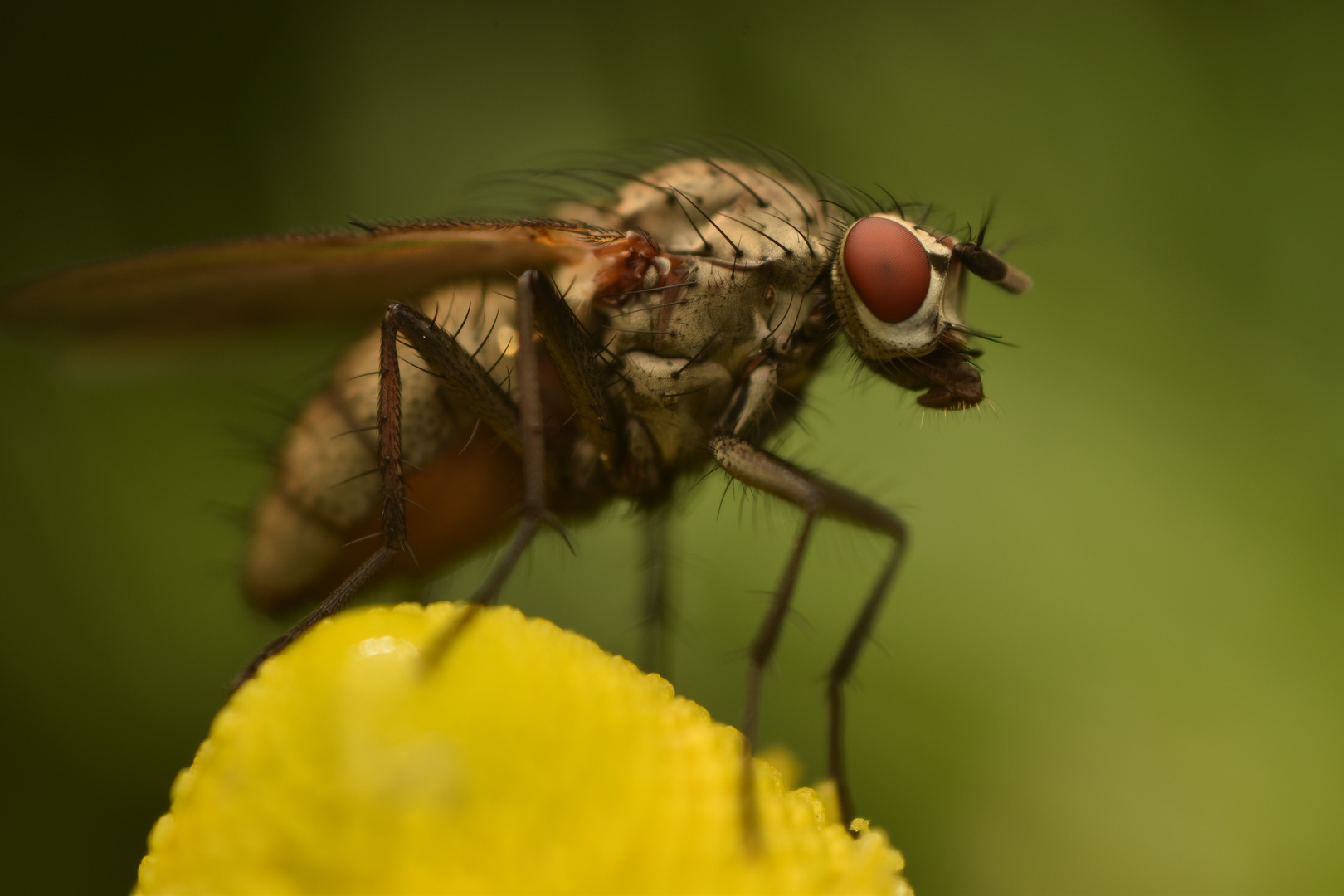 Meine erste Fliege