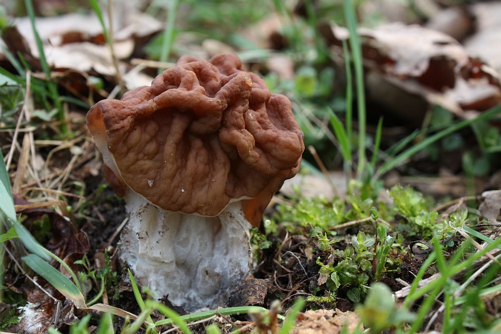 Meine erste Frühjahrslorchel (Gyromitra esculenta)...