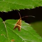 Meine erste Gebänderte Langhornmotte (Nemophora degeerella)