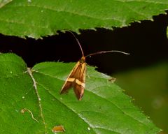 Meine erste Gebänderte Langhornmotte (Nemophora degeerella)