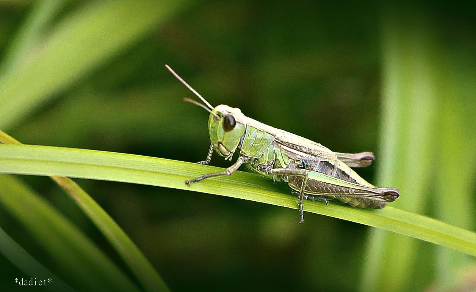 Meine erste Heuschrecke Foto & Bild | natur, landschaft, pflanzen