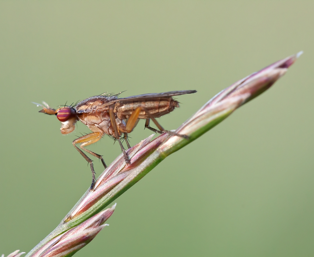 Meine erste Hornfliege ( Ilione albiseta ? )