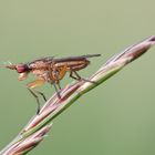 Meine erste Hornfliege ( Ilione albiseta ? )