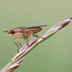 Meine erste Hornfliege ( Ilione albiseta ? )